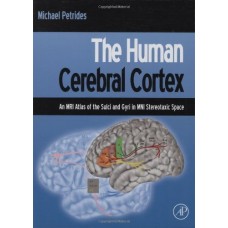 THE HUMAN CEREBRAL CORTEX